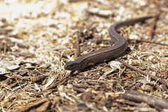 Hemiergis talbingoensis