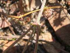 Opercularia scabrida