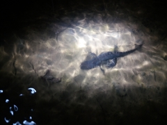 Ichthyosaura alpestris alpestris