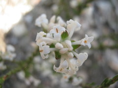 Pimelea phylicoides