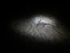 Ichthyosaura alpestris alpestris