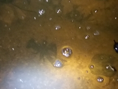 Austropotamobius pallipes