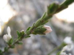 Pimelea phylicoides