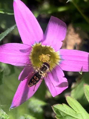 Unknown species found near Vallejo, CA, US
