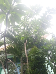 Psidium guajava guajava