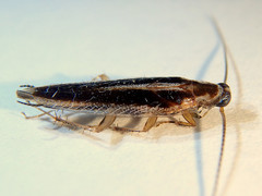 Ectoneura