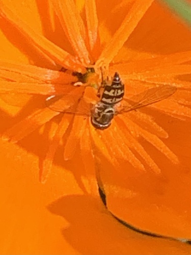 Unknown species found near Vallejo, CA, US