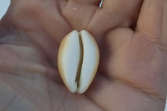 Lyncina schilderorum
