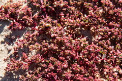 Euphorbia drummondii