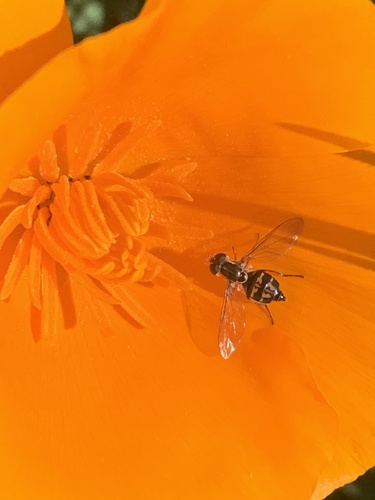 Unknown species found near Vallejo, CA, US