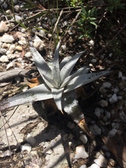 Dyckia
