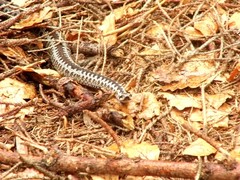 Vipera berus