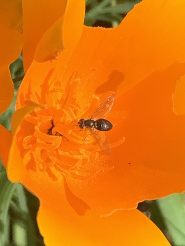Unknown species found near Vallejo, CA, US