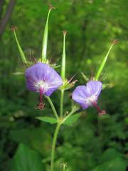 Geranium platyanthum