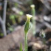 Millotia tenuifolia - Photo (c) Alan Dandie, algunos derechos reservados (CC BY-NC), subido por Alan Dandie