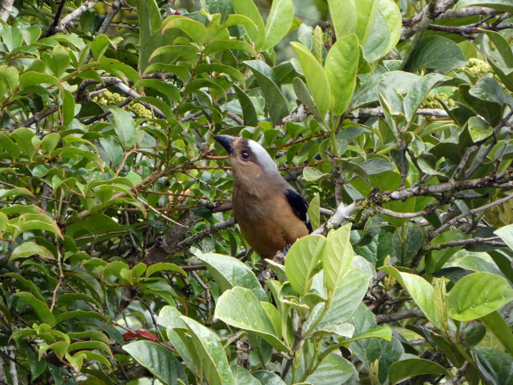 Bornean Treepie (Dendrocitta cinerascens), photo 2