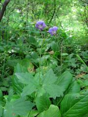 Geranium platyanthum