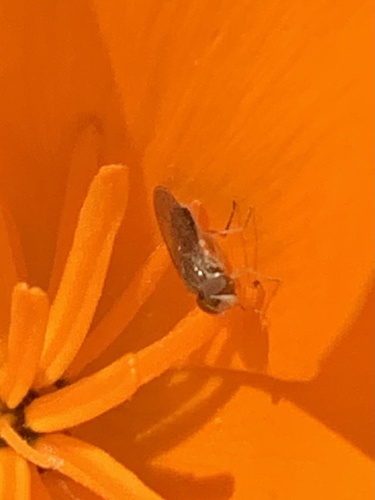 Unknown species found near Vallejo, CA, US