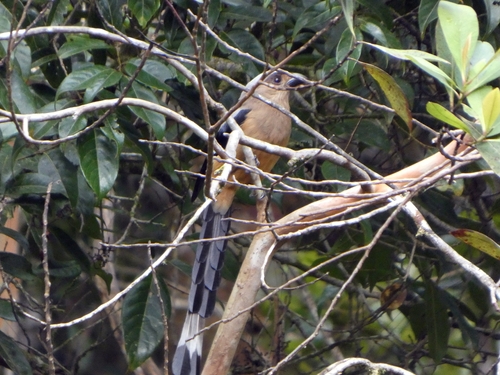 Bornean Treepie (Dendrocitta cinerascens)