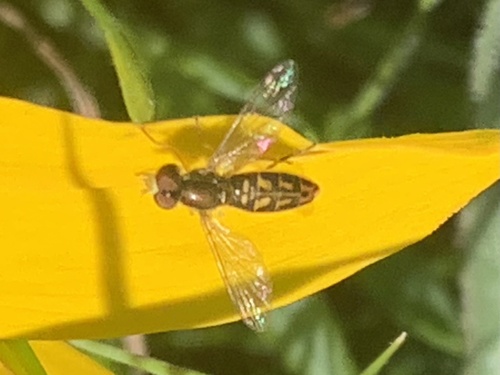 Unknown species found near Vallejo, CA, US