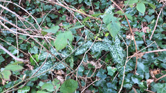 Arum italicum italicum