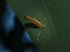 Glaphyristis marmarea