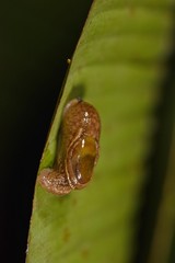 Parmarion