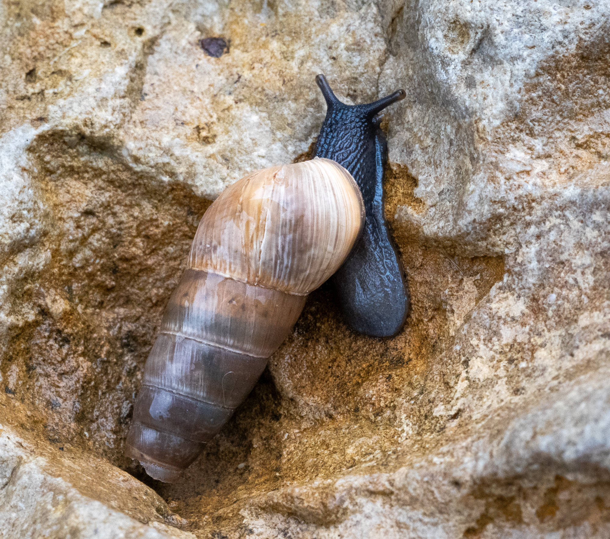 Decollate Snail (Rumina decollata) · iNaturalist