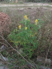 Crotalaria trichotoma