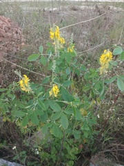 Crotalaria trichotoma