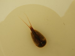 Lepidurus apus