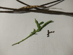 Sesbania cannabina