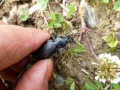 Carabus henningi