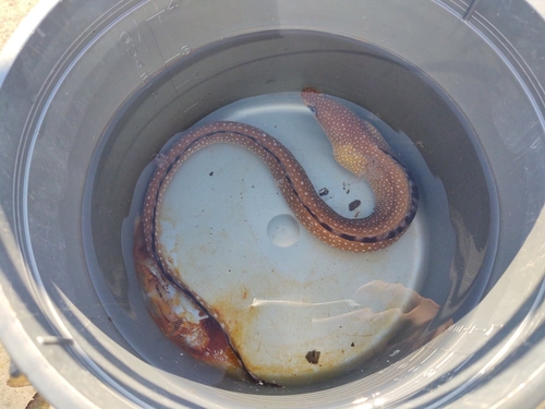 Blackedge moray (Gymnothorax nigromarginatus) — Muraenidae — 3
