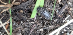 Armadillidium vulgare