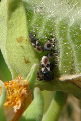 Oxycarenus luctuosus