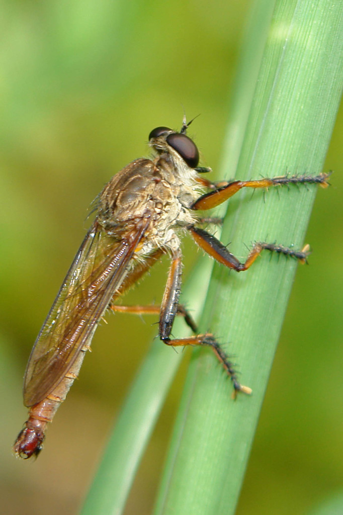 Reburrus caledonicae