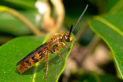 Radumeris novocaledonica