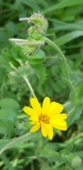 Calendula arvensis