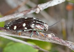 Paracupta