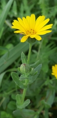 Calendula arvensis