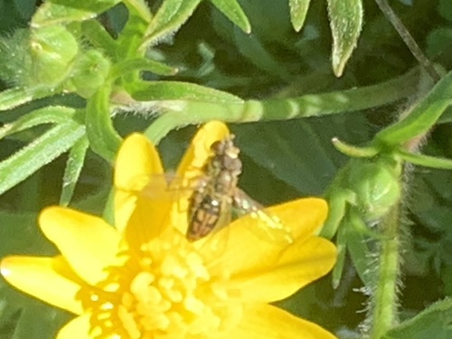 Unknown species found near Vallejo, CA, US