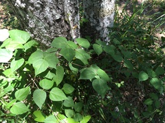 Phaseolus polystachios