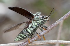 Paracupta