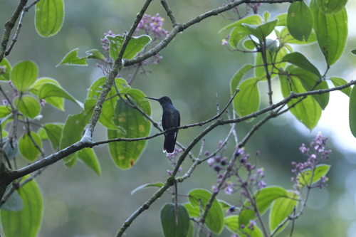Charming Hummingbird (Polyerata decora), photo 5