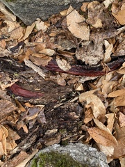 Phanerochaete sanguinea