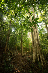 Lagerstroemia calyculata