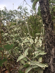 Pfaffia