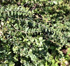 Myrtus communis communis