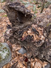 Phanerochaete sanguinea